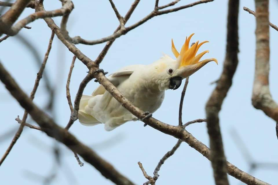 burung endemik sumba