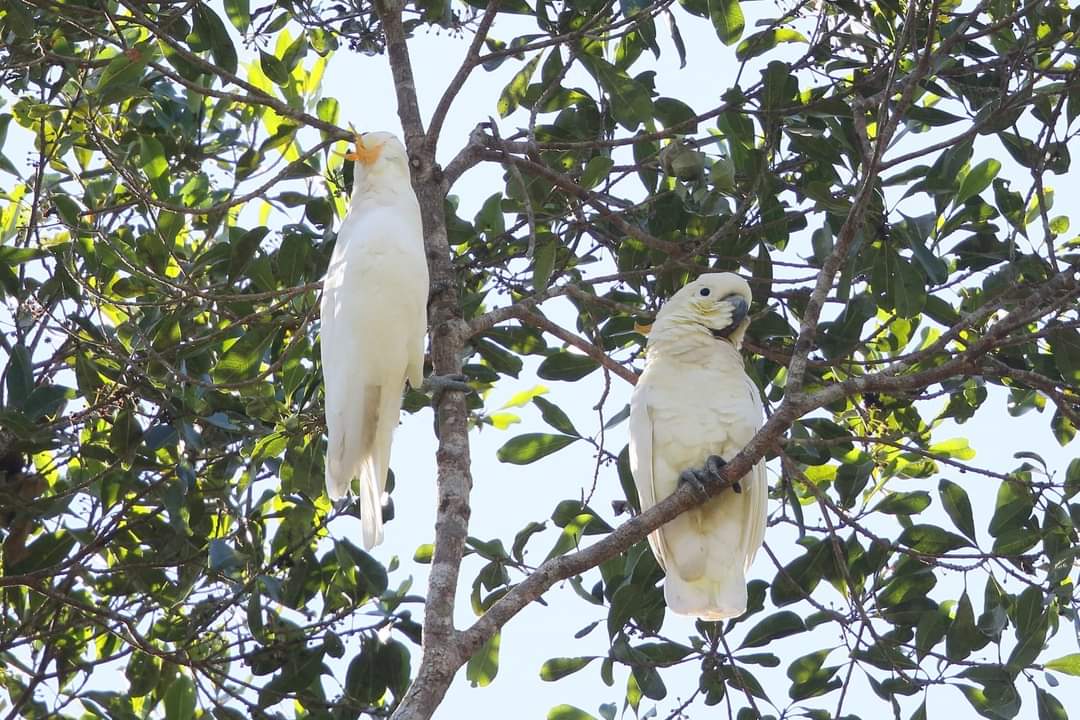 burung endemik sumba